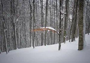 Last autumn leaves on a tree after a snow storm, Parco Regionale del Corno alle Scale