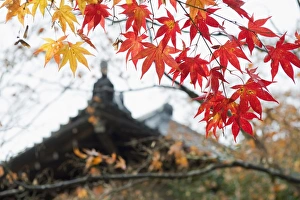 Images Dated 24th November 2009: Autumn maple leaves at the 16th century Jojakko ji (Jojakkoji) Temple, Arashiyama Sagano area