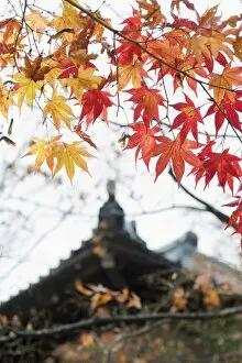 Images Dated 24th November 2009: Autumn maple leaves at the 16th century Jojakko ji (Jojakkoji) Temple, Arashiyama Sagano area