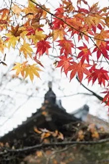 Maple Leaves Prints: Autumn maple leaves at the 16th century Jojakko ji (Jojakkoji) Temple