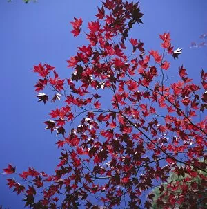 Kinkaku Ji Gallery: Autumn maple leaves against a blue sky