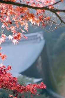 Images Dated 23rd November 2009: Autumn maple leaves at Nison in (Nisonin) Temple, Sagano area, Kyoto, Japan, Asia