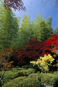 Autumn maples