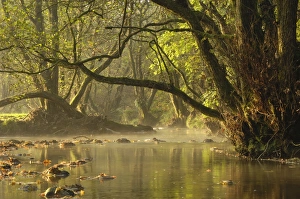 Images Dated 24th October 2007: Autumn morning, Little Water of Fleet, Fleet Valley National Scenic Area