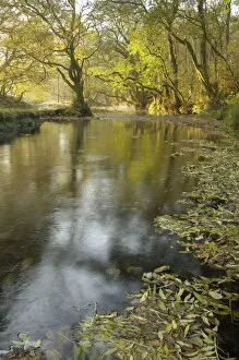 Images Dated 24th October 2007: Autumn morning, Little Water of Fleet, Fleet Valley National Scenic Area