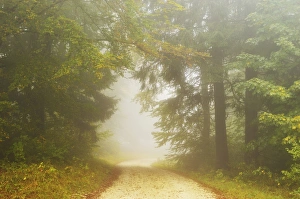 Lane Prints: Autumn scene in morning fog, Swabian Alb, Baden-Wurttemberg, Germany, Europe