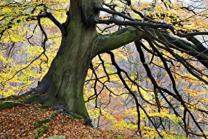 Bolton Abbey Prints: Autumn tree, Bolton Abbey, Yorkshire, England, United Kingdom, Europe