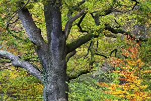 Borrowdale Prints: Autumn tree in Borrowdale, Lake District National Park