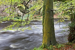 Knaresborough Prints: Autumn tree by the River Nidd in autumn