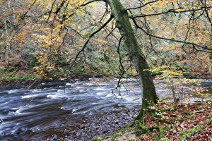 Knaresborough Prints: Autumn tree by the River Nidd in Nidd Gorge Woods