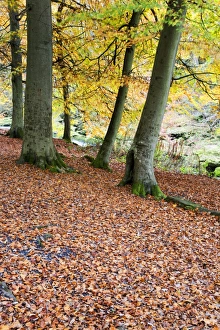 Bolton Abbey Prints: Autumn trees and fallen leaves in Strid Wood, Bolton Abbey, Yorkshire, England