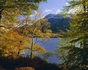 Autumnal Leaves Collection: Autumn trees at Ullswater, Lake District National Park, Cumbria, England, UK, Europe
