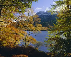 Fall Prints: Autumn trees at Ullswater, Lake District National Park, Cumbria, England, UK, Europe