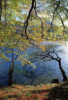 Fall Prints: Autumn trees at Ullswater, Lake District National Park, Cumbria, England