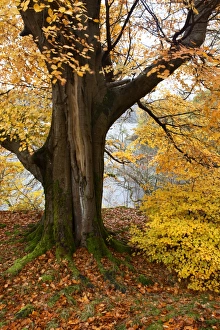 Ullswater Prints: Autumn trees by Ullswater near Glenridding