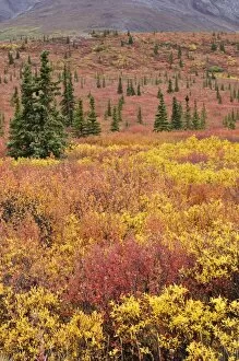 Images Dated 1st September 2008: Autumn tundra, Denali National Park and Preserve, Alaska, United States of America