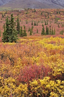Images Dated 1st September 2008: Autumn tundra, Denali National Park and Preserve, Alaska, United States of America