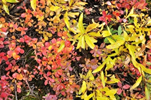 Images Dated 1st September 2008: Autumn tundra, Denali National Park and Preserve, Alaska, United States of America