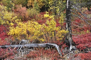 Images Dated 1st September 2008: Autumn tundra, Denali National Park and Preserve, Alaska, United States of America