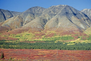 Longshot Prints: Autumn tundra landscape