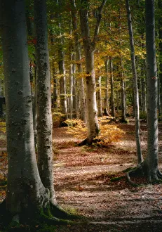 Beech Tree Prints: Autumn view of a beech tree in the wood, Cerreto Laghi, Emilia Romagna, Italy, Europe