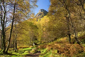 Fall Prints: Autumn view along path to the summit of Ben A an, near Aberfoyle, Loch Lomond