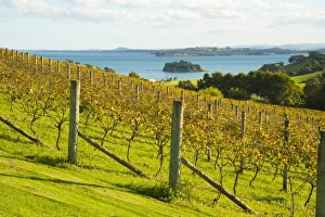 Waiheke Island Prints: Autumn vineyard on Waiheke Island, Auckland, North Island, New Zealand, Pacific