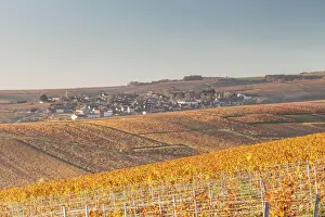 Burgundy Prints: Autumn in the vineyards of Chablis, Burgundy, France, Europe