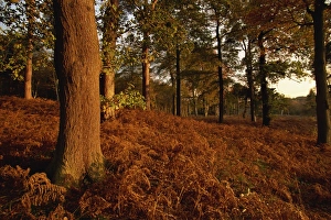 Nottinghamshire Prints: Autumnal colours, Clumber Park, Nottinghamshire, England, United Kingdom, Europe