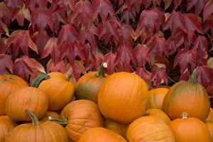 Pile Prints: Autumnal display of pumpkins against virginia creeper at organic farm shop