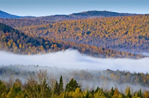 Red Leaf Prints: Autumnal foliage, New Hampshire, New England, United States of America, North America