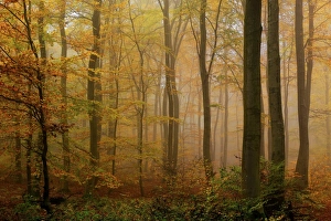 Autumnal Scene Prints: Autumnal forest, Kastel-Staadt, Rhineland-Palatinate (Rheinland-Pfalz), Germany, Europe