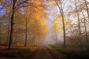 Autumnal Scene Prints: Autumnal forest near Kastel-Staadt, Rhineland-Palatinate, Germany, Europe