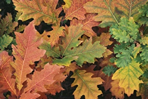 Shape Prints: Autumnal leaves