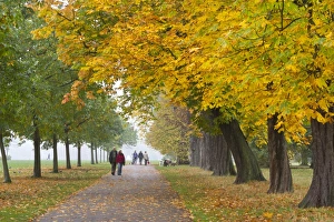 Hyde Park Prints: Autumnal trees, Hyde Park, London, England, United Kingdom, Europe