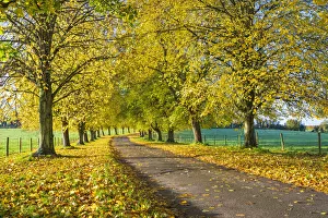 Autumnal Prints: Avenue of autumn beech trees with colourful yellow leaves, Newbury, Berkshire, England