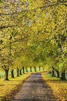 Avenue of autumn beech trees with colourful yellow leaves, Newbury, Berkshire, England