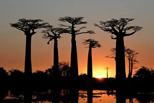 Images Dated 18th August 2007: Avenue de Baobabs at sunset, Madagascar, Africa