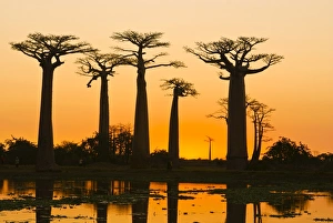 Images Dated 18th August 2007: Avenue de Baobabs at sunset, Madagascar, Africa