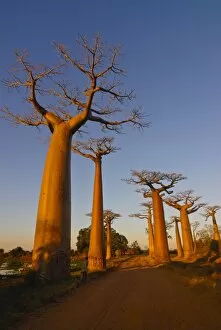 Images Dated 16th August 2007: Avenue de Baobabs at sunset, Madagascar, Africa