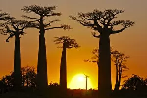 Images Dated 18th August 2007: Avenue de Baobabs at sunset, Madagascar, Africa