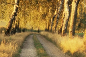 Birch Prints: Avenue of birch trees in evening light