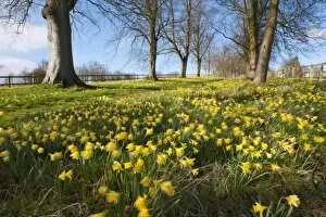 Avenue of daffodils, near Hungerford, Berkshire, England, United Kingdom, Europe