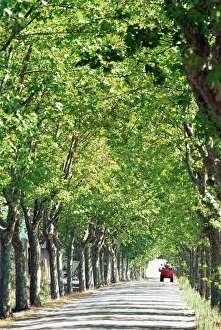 Provence Prints: Avenue of plane trees, Lancon, Bouches du Rhone, Provence, France, Europe
