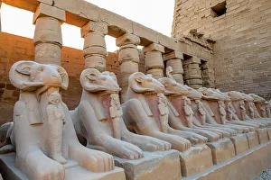 Thebes Prints: The Avenue of Ram Headed Sphinxes
