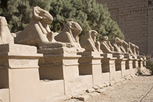 Karnak Prints: Avenue of Rams leading to temple precinct
