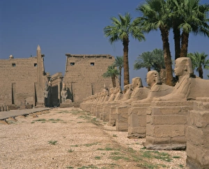 Sphinxes Prints: The Avenue of Sphinxes, leading to the Colossi of Ramses II, guarding Luxor Temple