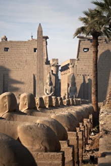 Sphinxes Prints: Avenue of the sphinxes leading to Luxor Temple, Luxor, Thebes, UNESCO World Heritage Site