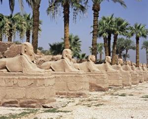Sphinxes Prints: Avenue of sphinxes, Luxor Temple, Luxor, Thebes, UNESCO World Heritage Site