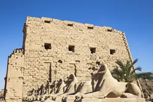 Avenue of Sphinxes, Luxor Temple, UNESCO World Heritage Site, Luxor, Egypt, North Africa